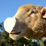 Goats Wear Covid Face Masks in Bizarre Footage