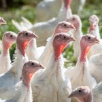 Bird Flu Outbreak Leads to Deaths of 12.6 Million Birds in U.S.