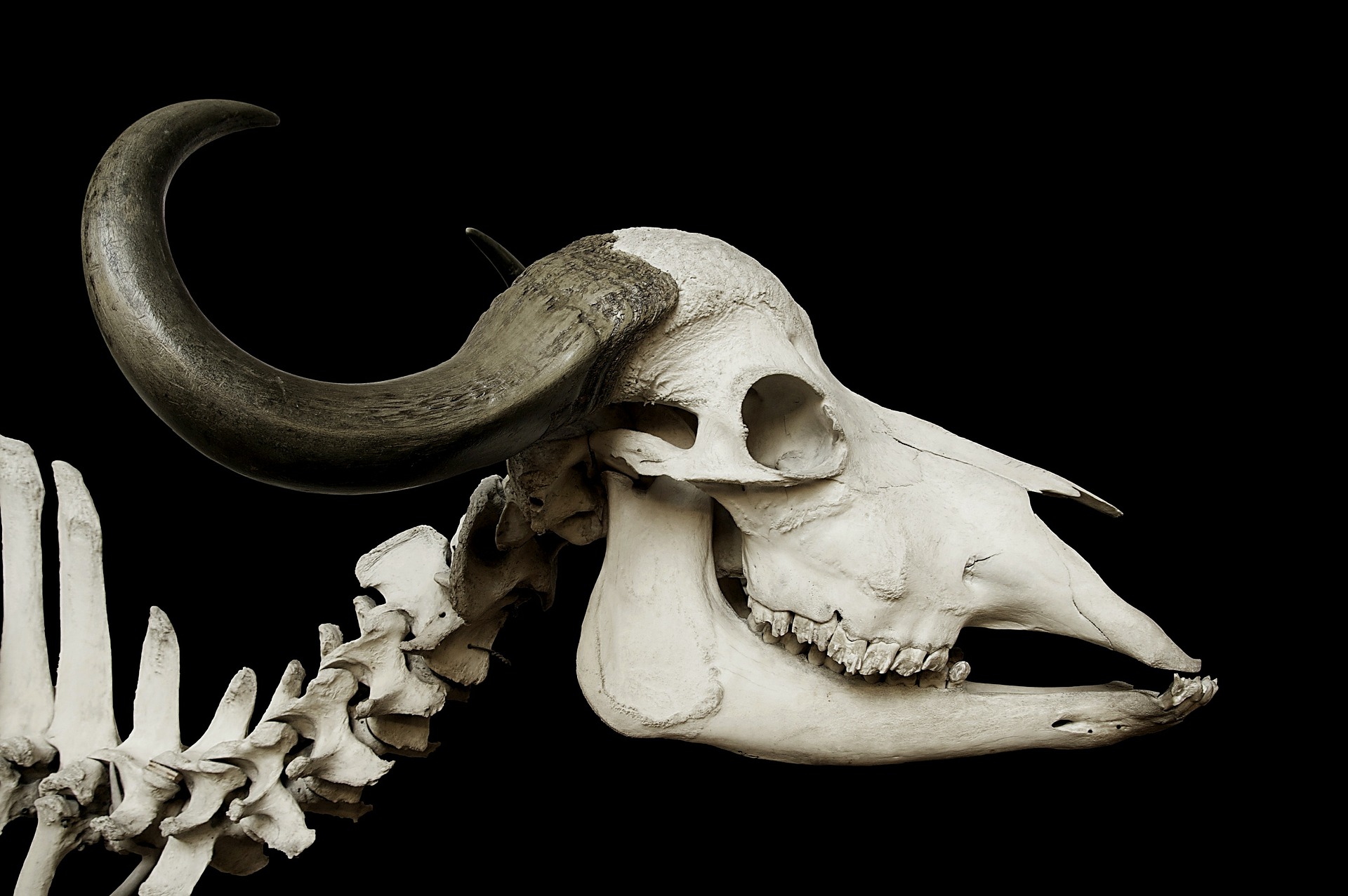 cattle skull 67740 1920